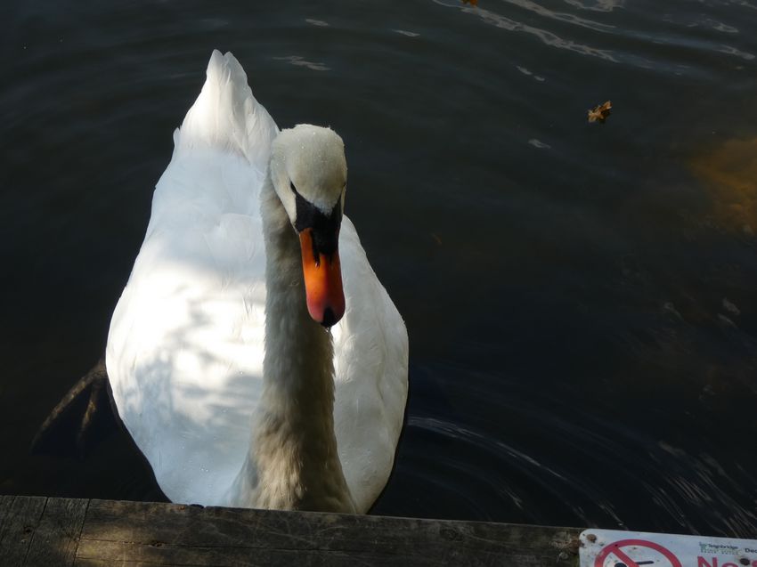 Click to see next picture